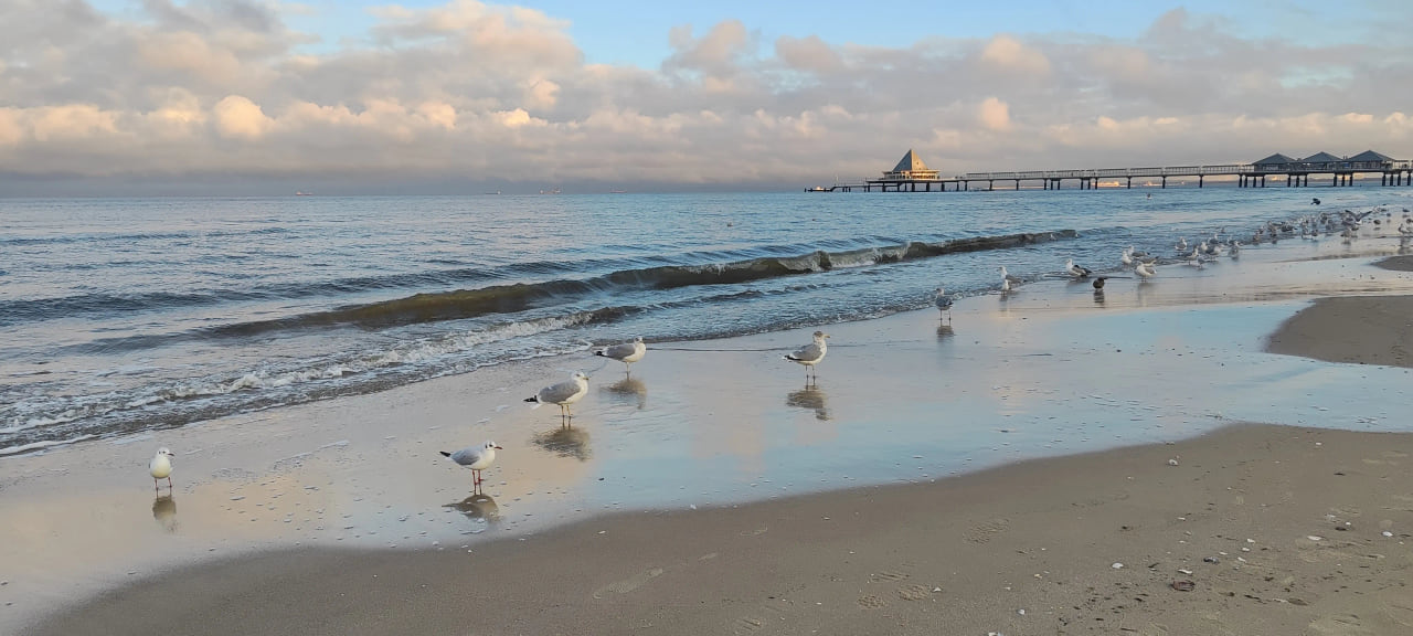 Einige Möven, die im Sand direkt am Wasser stehen.