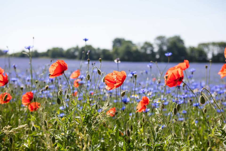 Eine Blumenwiesen