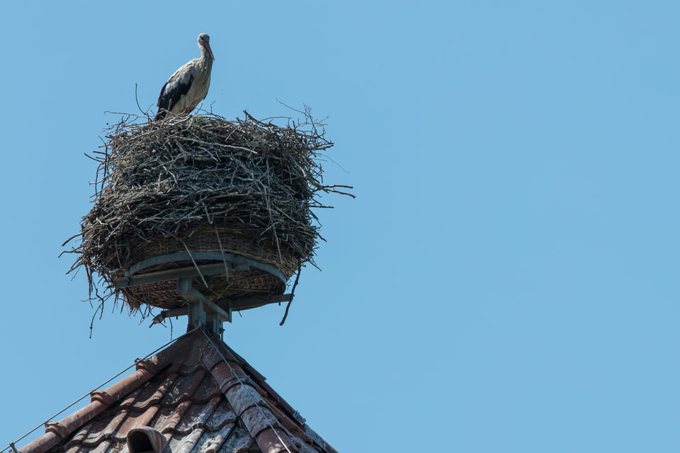 Ein Storch in seinem Nest auf einem Haus